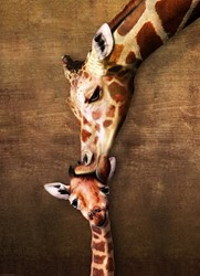 Eurographics puzzel Giraffe Mother's Kiss - 1000 stukjes