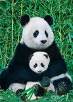 Eurografiek Panda & Baby (1000)