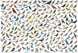 Eurographics Le Monde des Oiseaux (2000)