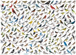 Eurografiek De wereld van vogels (1000)