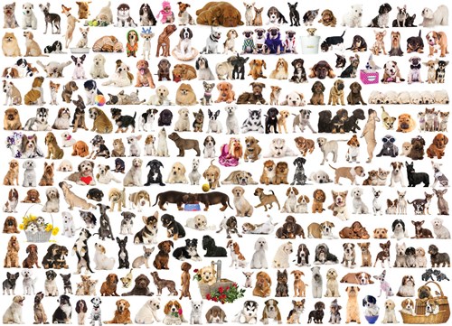 Eurographics puzzle chiens animaux - puzzle 1000 pièces