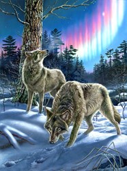 SunsOut puzzel Wolves and Lights - 1000 stukjes legpuzzel