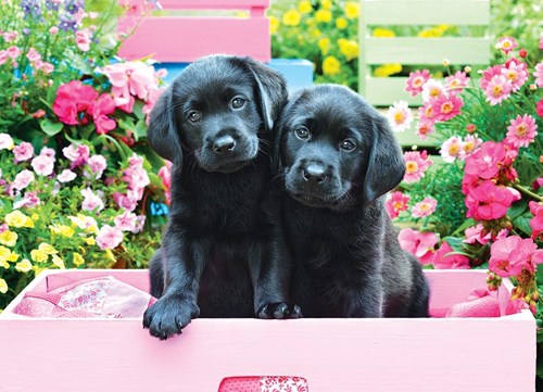 Eurographics XXL stukjes - Black Labs in Pink Box - 500 stukjes