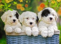 Ravensburger puzzle chiots adorables - puzzle - 200 pièces XXL chiens